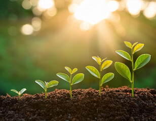 Growing Plant Sequence - a seedling grows progressively- metaphor for success or growth