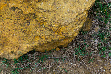 moss on the ground