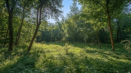 Obraz premium Sun-Dappled Forest Glade, A Serene View of Nature's Green Sanctuary