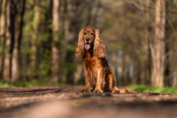Złoty cocker spaniel angielski w lesie wiosną, portret