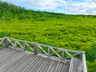 Lush green mangrove forest with wooden bridges for nature trails, promoting ecotourism and...