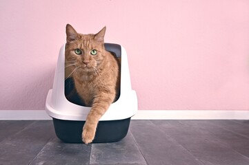 Fototapeta na wymiar Funny orange cat going out of a closed Litter box. Horizontal image with copy space. 