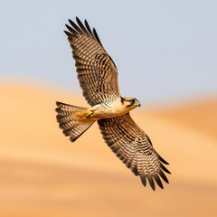 Desert falcon soaring above golden dunes, symbol of freedom