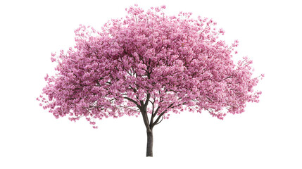 Obraz premium Blooming pink cherry blossom tree isolated on transparent background