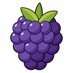vector illustration of grapes