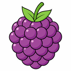 vector illustration of grapes