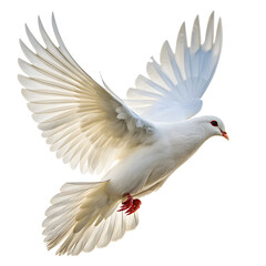 Obraz premium White dove flying high resolution stock photo of peace bird in flight isolated on white background