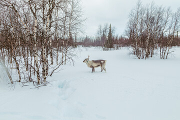 Wild reindeer with big antlers in a snowy forest.