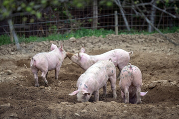 Fototapeta premium Happy pink piglets free running and playing on a farm