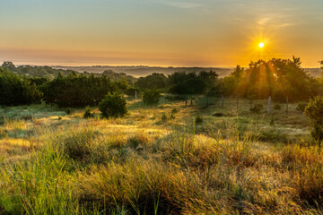 A field with overgrown grass, bushes, wire fence  and small trees in a hilly terrain illuminated by the warm early sunrise, Hill Country, Texas