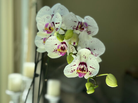 Elegant white orchids in soft sunlight with purple accents for floral decor and botanical design concept of interior designers florists nurseries