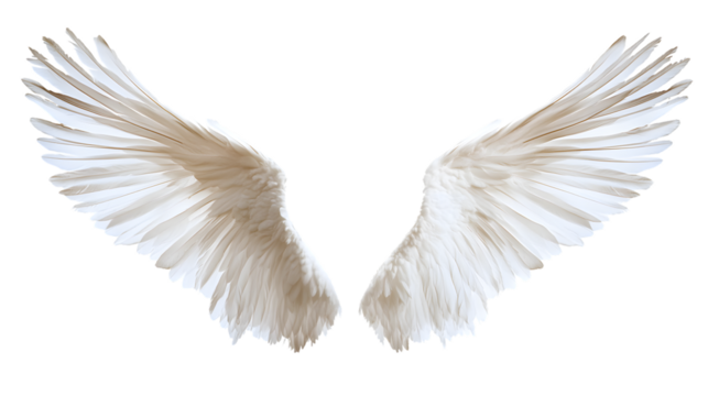 Stunning Angel Wings - High-Quality Stock Photograph for Creative Projects