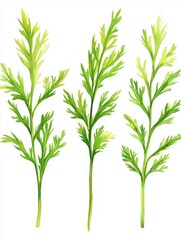 Obraz premium Watercolor Illustration of Fresh Green Aromatic Herb Sprigs on White Background Botanical Art Style