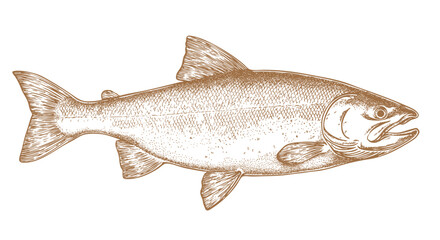 Salmon fish, seafood, sketch. Vintage retro print, seafood salmon fish sketch, sea life, ink pencil style drawing engrave old school sketch, hand drawn. Sketch artwork salmon fish. Vector Illustration