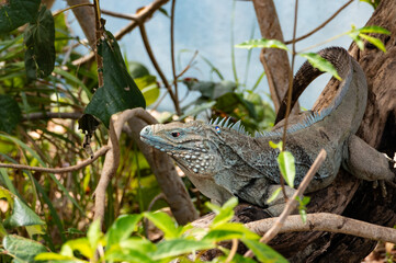 A Blue Iguana Coming Down from a Tree