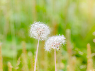タンポポの綿毛のある風景