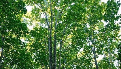 Obraz premium Sunlight through dense green canopy