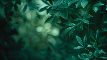 Dreamy Green Leaves Bokeh Background. Nature Abstract Texture