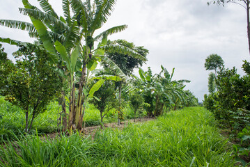 agroforestry system with eucalyptus, lime, mandarin, cassava, mango and bananas, shared forest...