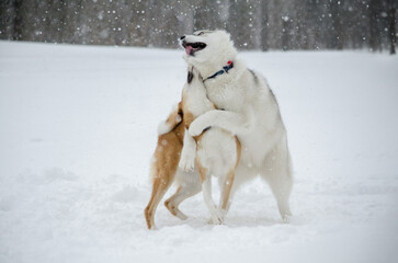 Two dogs embrace in playful scene amidst falling snow. Snow-covered ground enhances serene winter atmosphere. Flurry of flakes adds dynamic motion