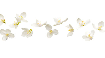 Elegant Jasmine Flower Petals Floating on White Background