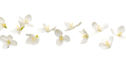 Elegant Jasmine Flower Petals Floating on White Background