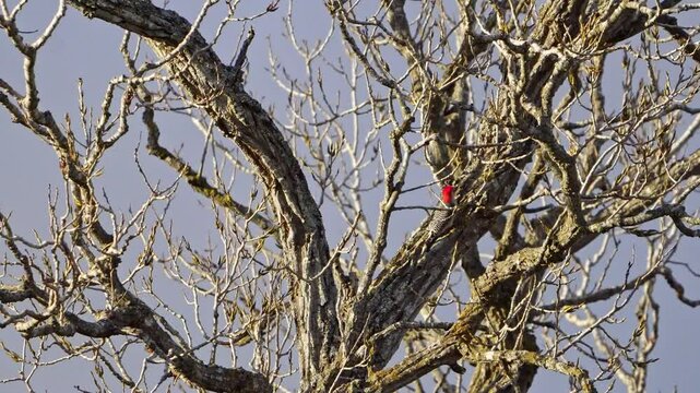 Witness a dynamic chase between two Red-bellied Woodpeckers in a bare winter tree, bathed in the warm glow of the setting sun. 