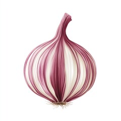 Fototapeta premium Red Onion, Detailed Illustration