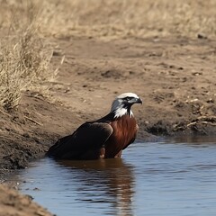 Fototapeta premium Bateleur Eagle Cooling Off in Water During a Hot Day