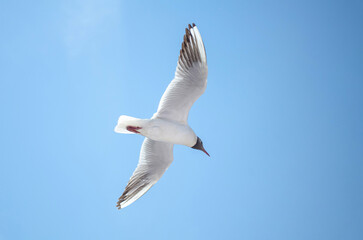 Seagull gracefully soars against vivid blue sky, wings fully extended. Natural light highlights sleek feathers, creating contrast with bright background. Perspective captures freedom and elegance