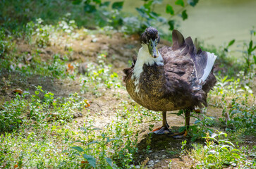 Brown and white duck standing on grass, surrounded by greenery. Sunlight highlights feathers while calm water adds tranquility. Natural setting evokes serene atmosphere
