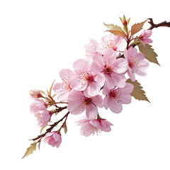 Cherry blossom branch with pink flowers isolated on transparent background
