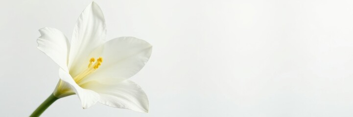 Obraz premium Elegant single white freesia blossom, pure white background, botany, floral, macro