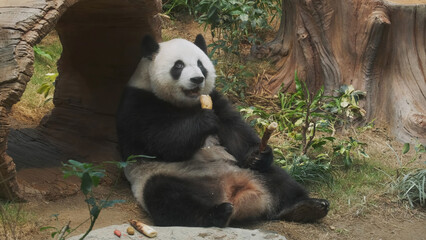 Cute giant panda bear eating bamboo