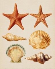 Obraz premium Vintage marine life illustration featuring starfish and seashells on a beige background evoking nostalgia and seaside charm perfect for coastal decor