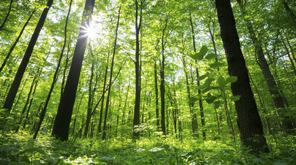 Lush green forest with sunlight filtering through trees, creating serene atmosphere