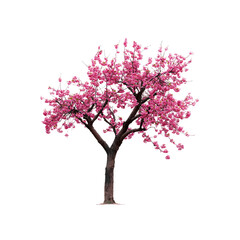 Obraz premium Pink Cherry Blossom Tree Isolated on Transparent Background