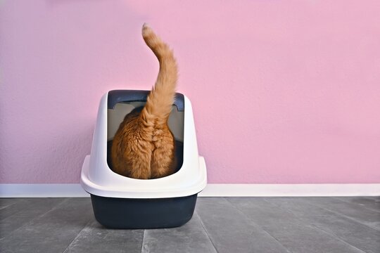 Funny orange cat step inside a closed litter box. Horizontal image with copy space.	