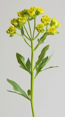 Naklejka premium Elegant yellow euphorbia plant with green leaves against a soft gray background in a studio shot showcasing botanical beauty and natural simplicity