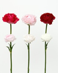 Obraz premium Elegant arrangement of vibrant ranunculus flowers in red pink and white against a clean white background showcasing delicate petals
