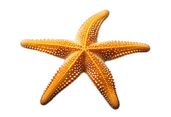 starfish isolated on transparent background, cutout style