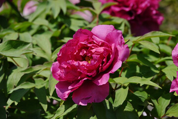 ピンク色のボタン