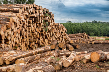 pile of Stacked wood logs, blue sky and forest on background lumber or timber industry concept.