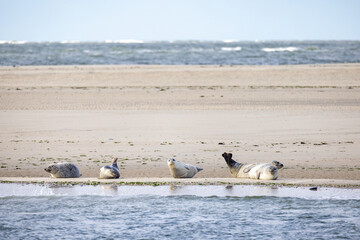 A playful and lively group of seals is sunbathing on a warm, sandy beach while gentle ocean waves roll in peacefully