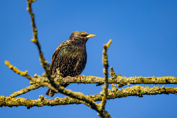 A starling gracefully rests on a branch under a vast blue sky, showcasing its stunning eyecatching iridescent feathers