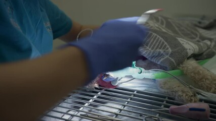 Veterinarian doing a teeth extraction of a dog under general anesthesia, removing an unhealthy tooth with dental extracting forceps, close up shot.