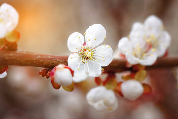 Cherry blossom white flower and buds closeup. Blooming cherry tree branch with soft white flowers and fresh buds create a serene background symbolizing spring’s quiet awakening. Soft focus.