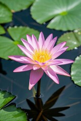 arafed pink flower with yellow center in a pond of water