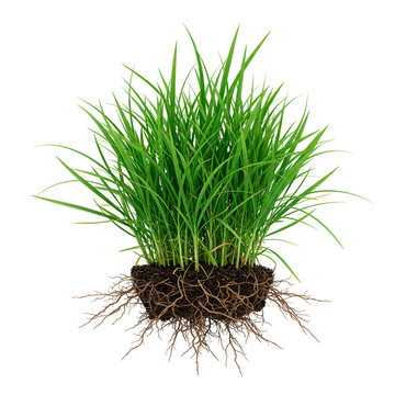 Green grass tuft with visible root system and soil clump isolated on white background. Clear view shows plant growth from roots up, ideal for biology, gardening, environmental growth concepts.