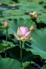 Obraz premium lotus flower in the middle of a large green leafy pond